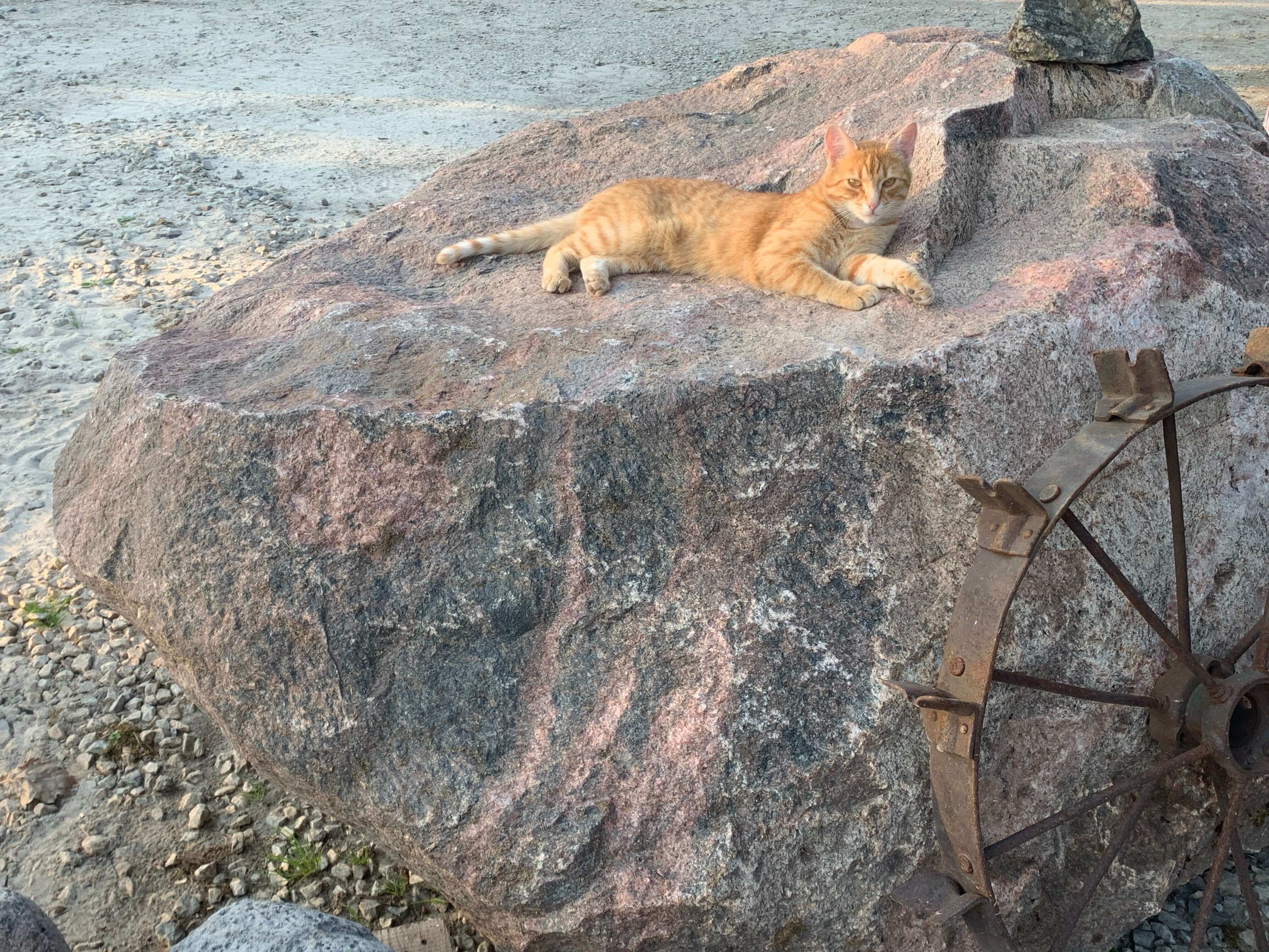 Kass kivil